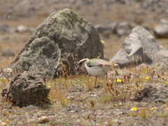 Vanellus resplendens