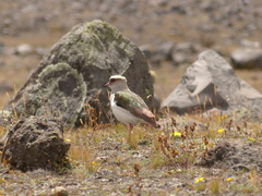 Vanellus resplendens