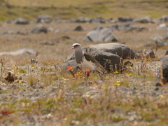 Vanellus resplendens