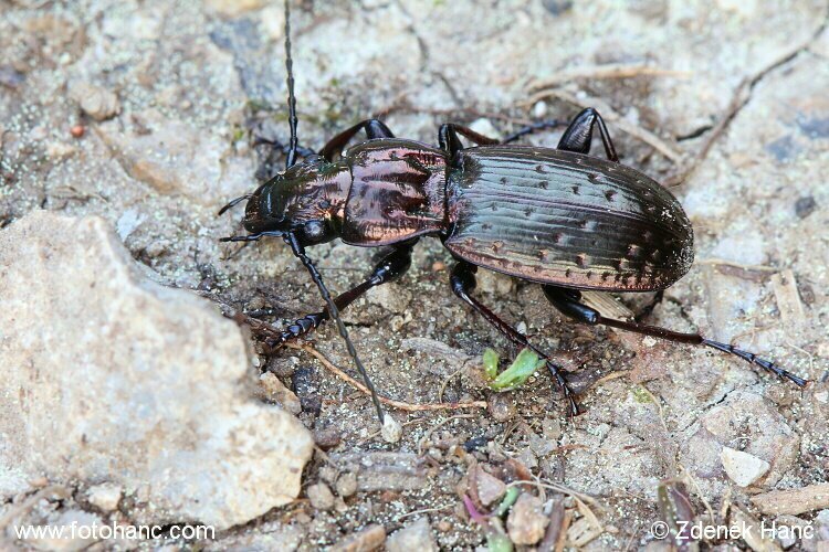 Pterostichus variolatus
