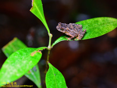 Ingerophrynus divergens