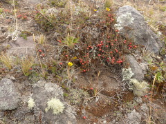 Ephedra rupestris