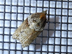 Acleris celiana