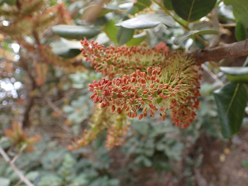 carob tree