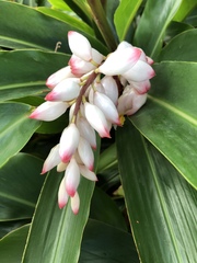 Alpinia nutans