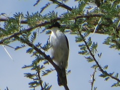 Anthreptes orientalis