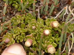 Baccharis caespitosa