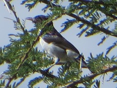 Anthreptes orientalis