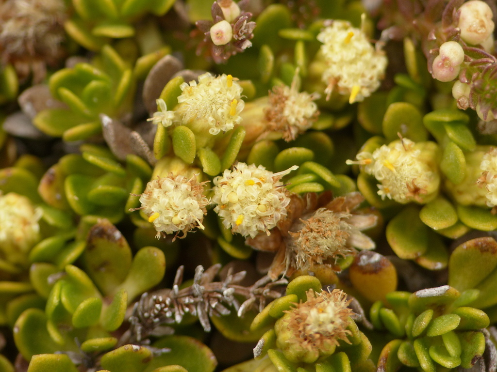 Baccharis caespitosa