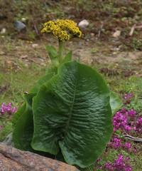 Ligularia