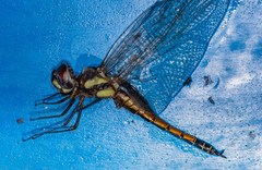 Tramea cophysa