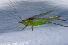 Conocephalus longipes