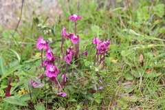 Pedicularis siphonantha