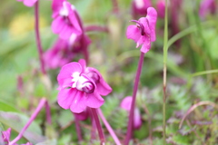 Pedicularis siphonantha