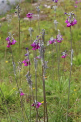 Primula secundiflora