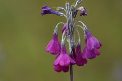 Primula secundiflora