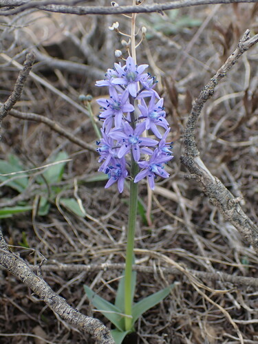 Hyacinthoides lingulata