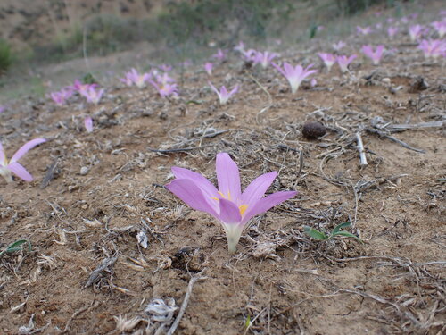 Colchicum filifolium