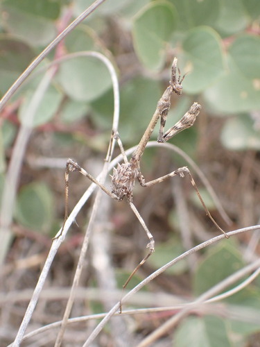 Mediterranean Conehead Mantis