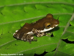 Polypedates cruciger