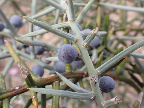 Grey Asparagus