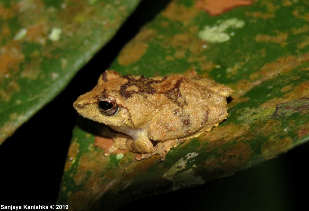 Mittermeier's Shrub Frog