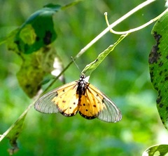 Acraea neobule neobule