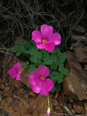 Oxalis imbricata violacea