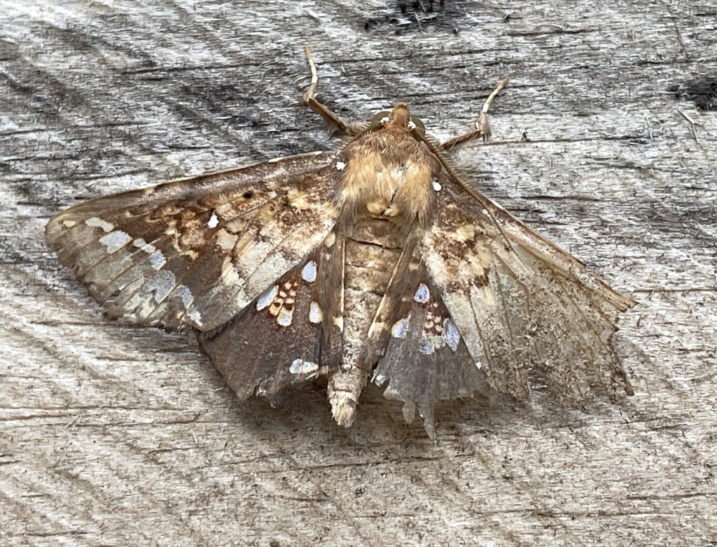 Episparis lamprima