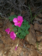 Oxalis imbricata violacea