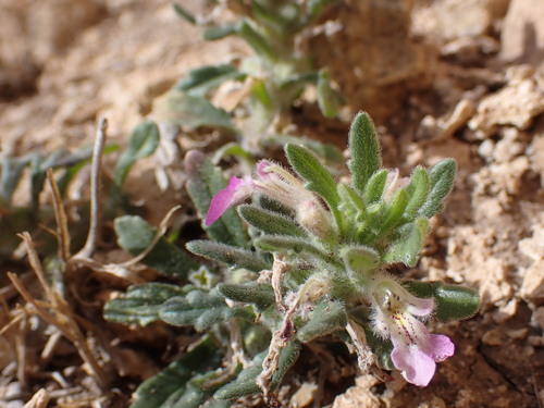 Southern Bugle
