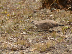 Metriopelia melanoptera