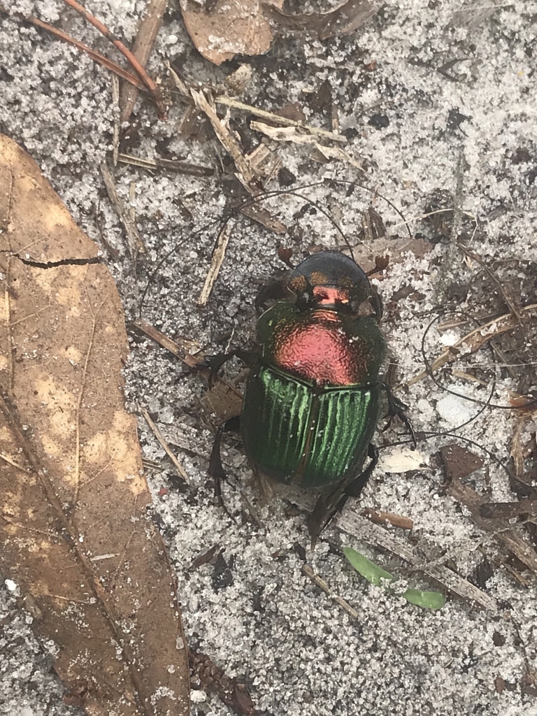 Phanaeus igneus
