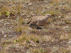 Metriopelia melanoptera