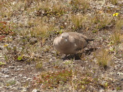 Metriopelia melanoptera