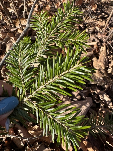 Hinggan fir (Abies nephrolepis)