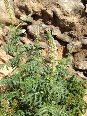 Reseda alba