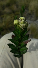 Verbesina baccharidea