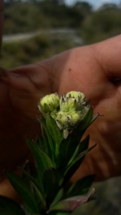 Verbesina baccharidea