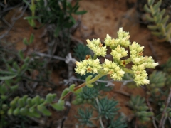 Crassula mesembryanthoides mesembryanthoides