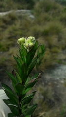 Verbesina baccharidea