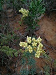 Crassula mesembryanthoides mesembryanthoides