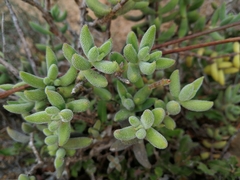 Crassula mesembryanthoides mesembryanthoides