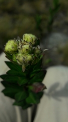 Verbesina baccharidea