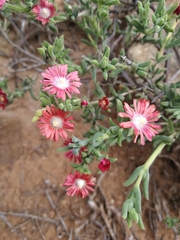 Delosperma multiflorum