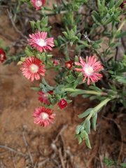 Delosperma multiflorum