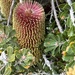 Banksia praemorsa - Photo (c) teaa981, algunos derechos reservados (CC BY-NC)