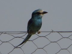 Coracias abyssinicus