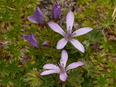 Gentianella cerastioides