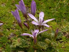 Gentianella cerastioides